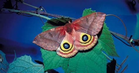 Io Moth Facts: Their Caterpillar Sting Is More Painful Than That of a ...