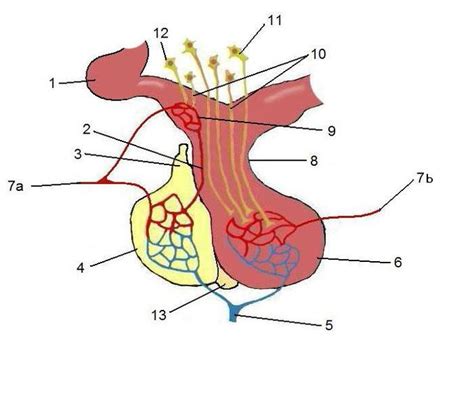 The Pituitary Gland | Boundless Anatomy and Physiology