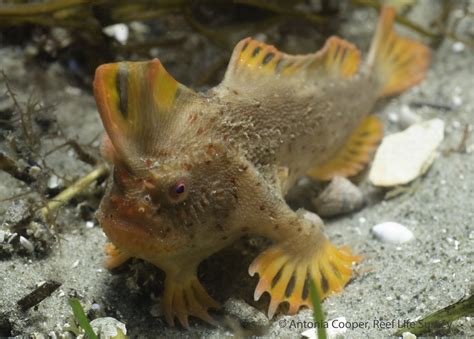 One Of The World's Rarest Fish Is A Little Less Rare Than We Thought ...