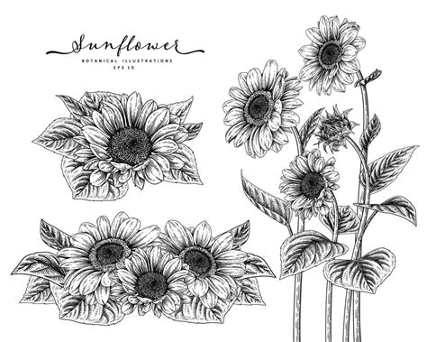 Sketch Floral decorative set. Sunflower drawings. Black and white with ...