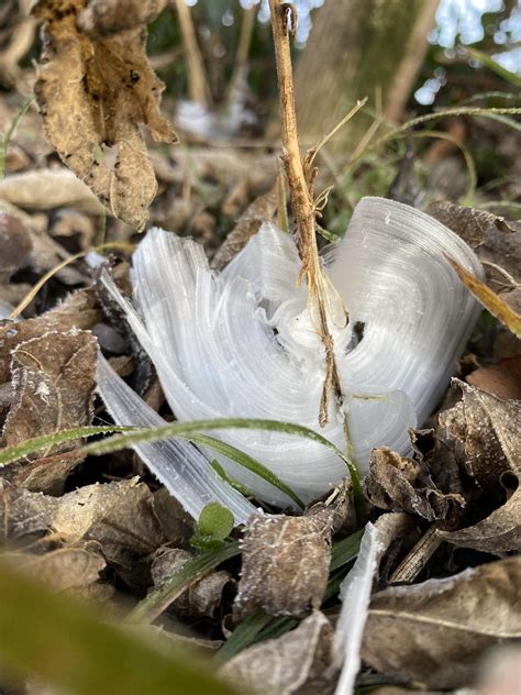 Frost Flowers