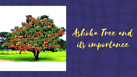 Ashoka Tree and its importance