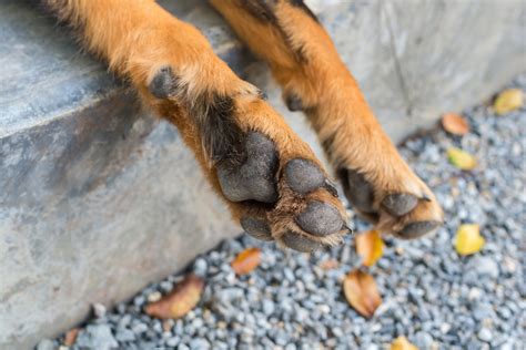 Por que os pés do meu cachorro cheiram a fritos? - Wiki Pets