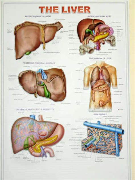 biology chart Manufacturer, Exporter, biology chart Latest Price Online