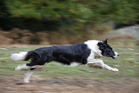 Dog: Black-and-white Border Collie running photo WP17574