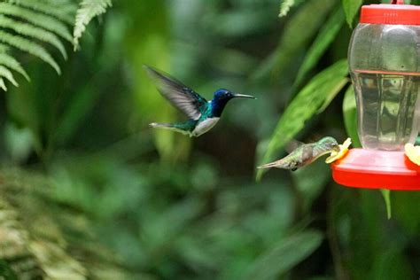 Where to Place a Hummingbird Feeder - BackyardPatioLife