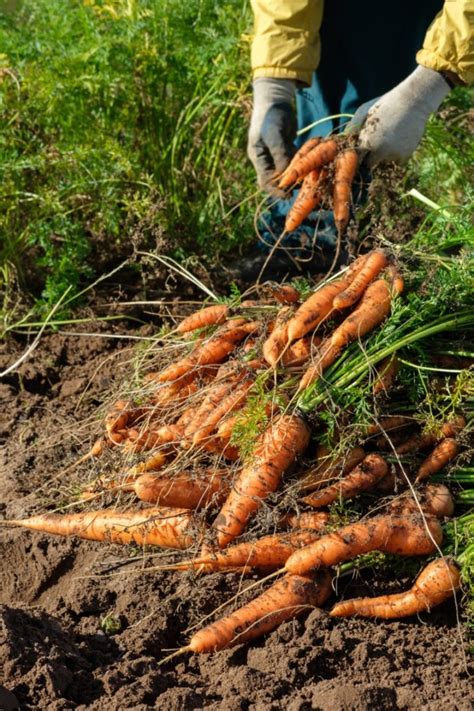 How To Harvest, Store and Preserve Carrots