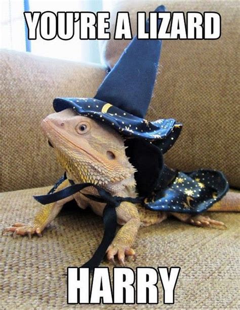 Funny Animals - Harry Potter Lizarding Boy genius | Funny animal memes, Cute reptiles, Cute ...