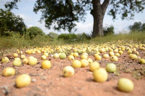 20 Best images about Amarula – Made from African Marula Fruit on Pinterest | Trees, The sweet ...