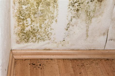 Hacks in Getting Rid of Mold in Your Home