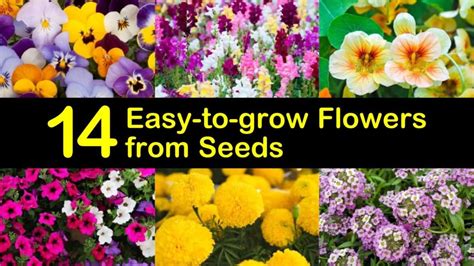 14 Easy-to-grow Flowers from Seeds