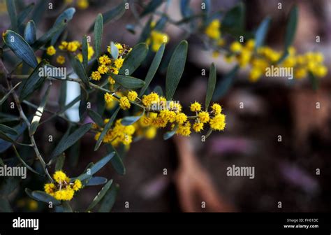 winter in California Stock Photo - Alamy