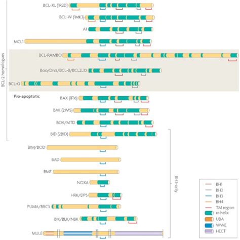 2. The Bcl-2 family of proteins. The Bcl-2 family of proteins can be ...