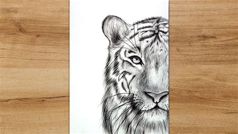 Tiger Face Drawing Pencil Sketch Of A Tiger A Cute Po - vrogue.co