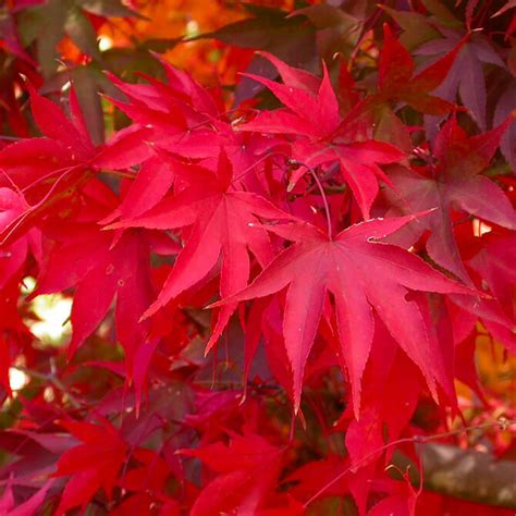 Acer 'Osakazuki' Japanese Maple 13" Pot - Hello Hello Plants & Garden Supplies