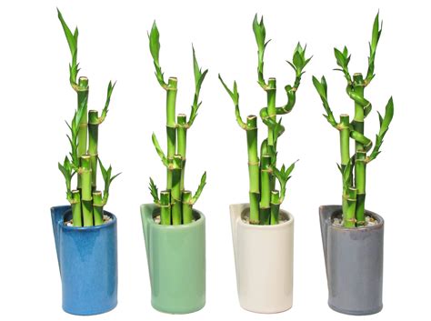 Lucky Bamboo Plant Care | Eve's Garden Gifts