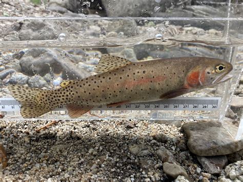 Bonneville Cutthroat Trout Swimming