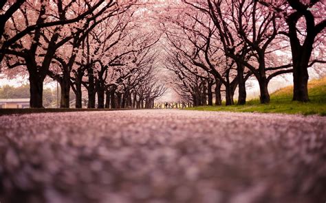 Cherry Blossom Tree 16 HD Wallpaper | Cherry blossom wallpaper, Cherry blossom background ...