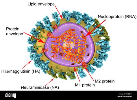 Capsid Structure High Resolution Stock Photography and Images - Alamy