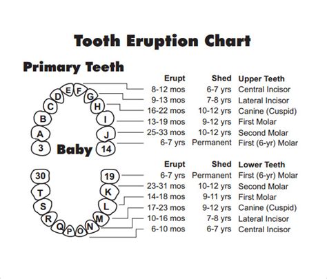 11+ Teeth Chart Templates | Sample Templates