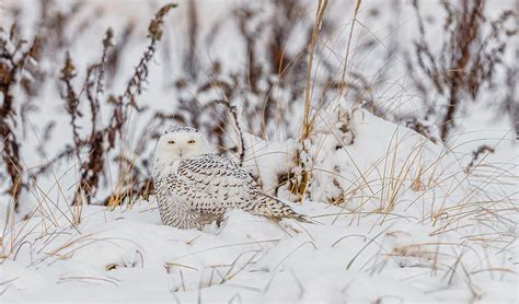 Snowy Owl In The Snow #3 Photograph by Morris Finkelstein - Fine Art America