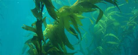 How Kelp Naturally Combats Global Climate Change - Science in the News