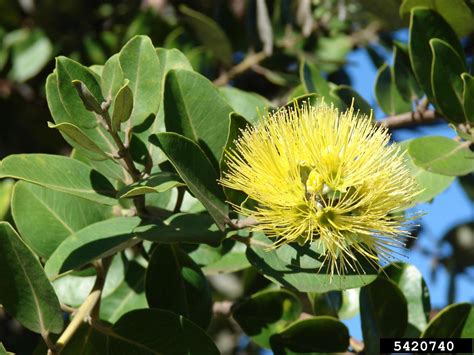 'ohi'a lehua (Metrosideros polymorpha)