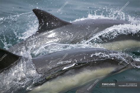 Wild Dolphins swimming on water — daytime, color - Stock Photo | #165680874