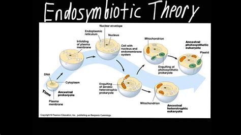 Endosymbiotic Theory - YouTube