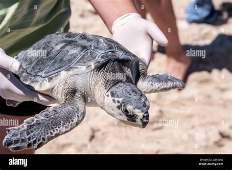 Kemp's Ridley Sea Turtle release of cold-stunned critically endangered turtles from ...