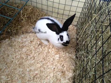 Giant Papillon Rabbit Care Sheet | Here Bunny