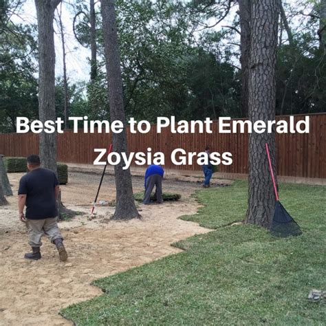 When to Plant Emerald Zoysia Grass - Houston Pearland Sugar Land TX