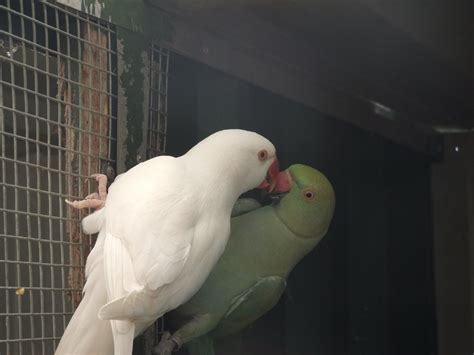 Parrot Breeding: Ringneck Parrot