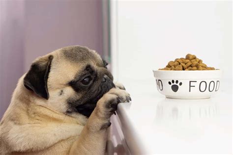 How Much to Feed a Pug (Puppy & Adult Feeding Chart)