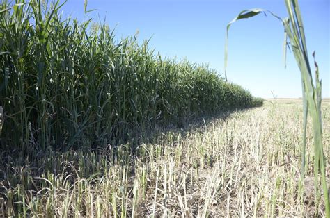 Ensiling Sorghum: chopping, transport and pressing