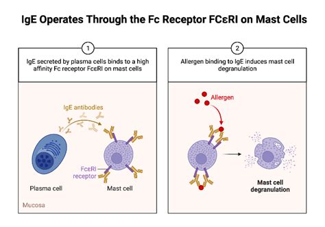 IgE Operates Through the Fc Receptor FCεRI on Mast Cells | BioRender Science Templates