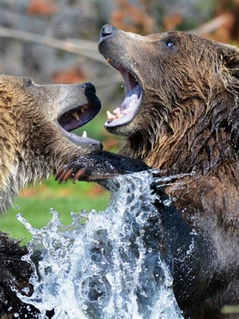 Brown Bear vs. Grizzly Bear - Animals Around The Globe