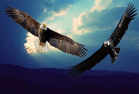 The Eagle and the Condor: A Prophecy for our Time. A message of hope and integration for humanity