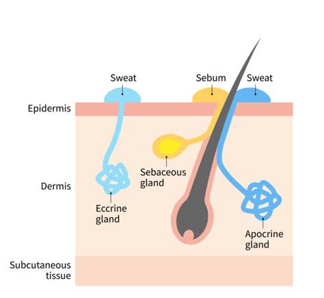 40+ Sebaceous Oil Glands Stock Illustrations, Royalty-Free Vector ...