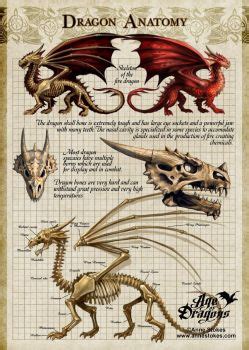 Solve fire dragon anatomy jigsaw puzzle online with 70 pieces