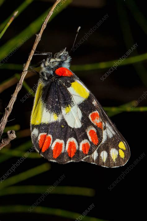 Wood White Butterfly - Stock Image - F031/4798 - Science Photo Library