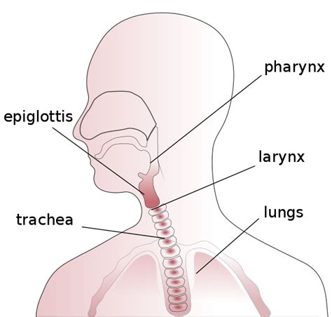 File:Throat anatomy diagram.svg - Wikimedia Commons