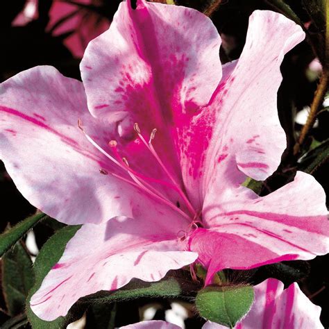 Encore Azalea 7 Gal. Autumn Twist - Multi-color(Purple and White) Re ...