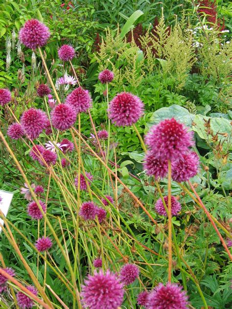 Allium sphaerocephalon – Peak Cottage Plants