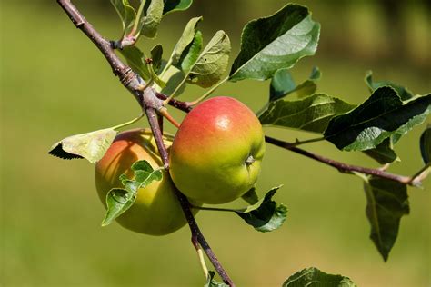 #3083699 / apple, apple tree, fruit, fruits, nature, red green 4k wallpaper