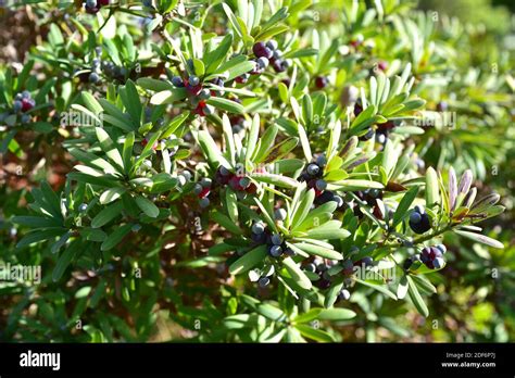 Broad-leaved yellowwood or real yellowwood (Podocarpus latifolius) is an evergreen an ornamental ...