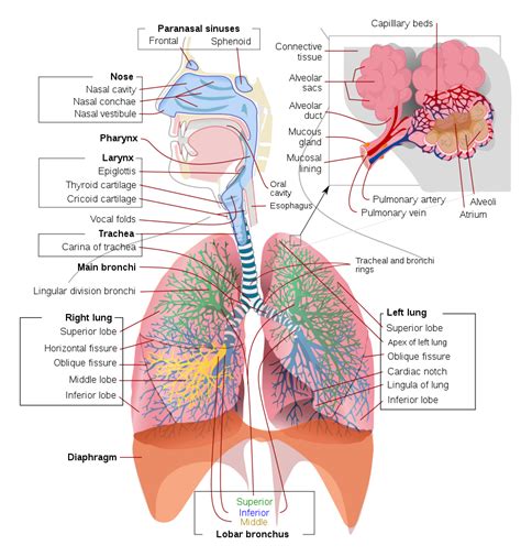 File:Respiratory system complete en.svg - Wikipedia, the free encyclopedia