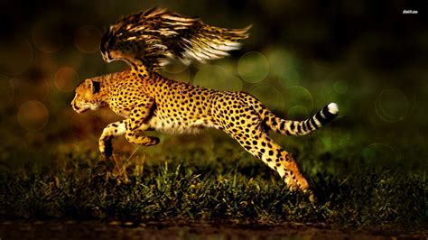 3 Cheetah HD Wallpapers | Backgrounds - Wallpaper Abyss