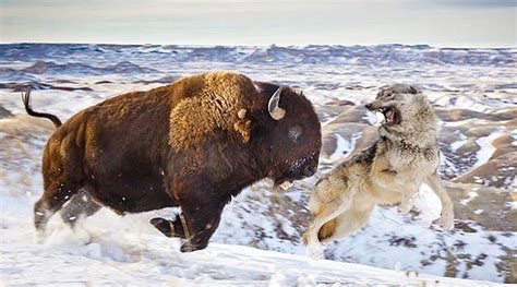 American Bison, Native American Art, North American, Wolf Predator, Wild Animals Videos ...