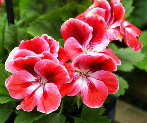 Pelargonium "Romeo" Plants For Hanging Baskets, Summer Plants ...